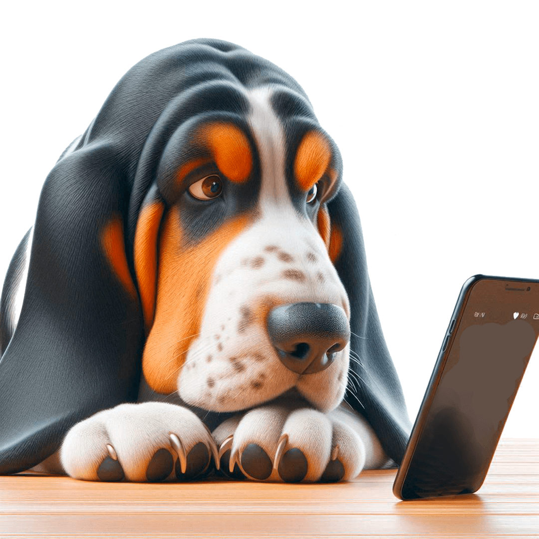 Basset Hound