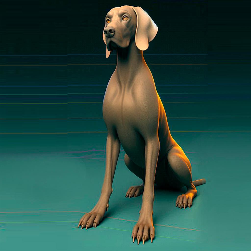 Weimaraner