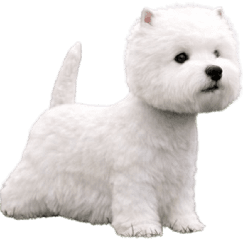 West Highland White Terrier