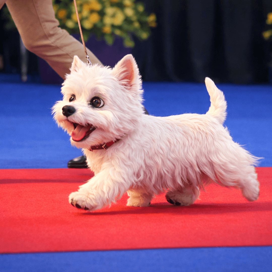 West Highland White Terrier